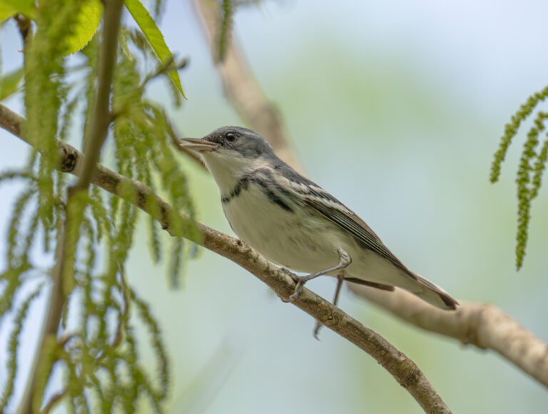 0985 Cerulean Warbler Armand Bayou Nature Center 2026