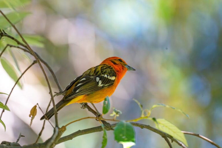 0986 Flame-colored Tanager Miller’s Canyon, Arizona