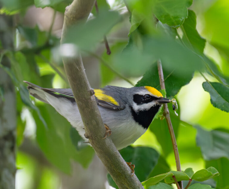 0987 Golden-winged Warbler Quintana, 2026