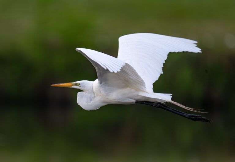 0988 Great Egret Resoft Park, Alvin, Tx 2026