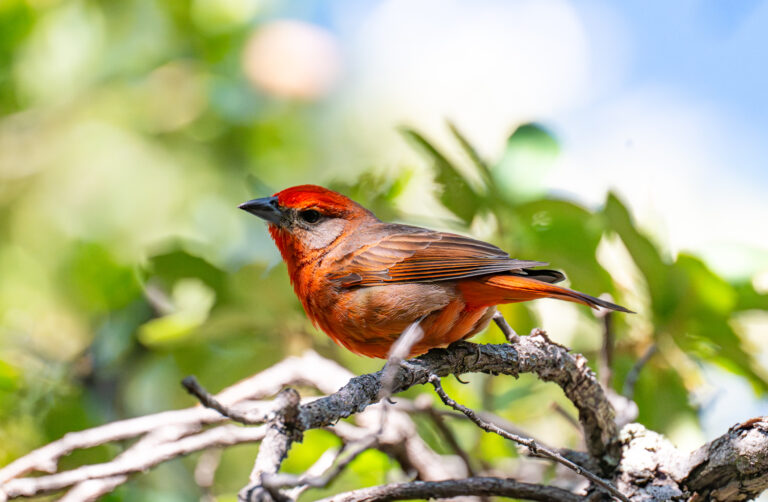 0989 Hepatic Tanager Miller’s Canyon, AZ 2026