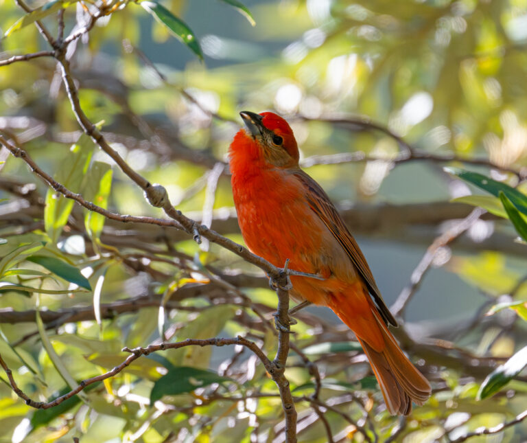 0990 Hepatic Tanager Miller’s Canyon, SE Arizona 2026