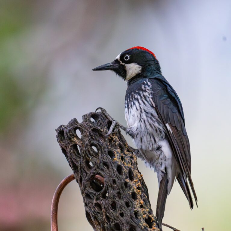 0991 Acorn Woodpecker near Portal, AZ 2026