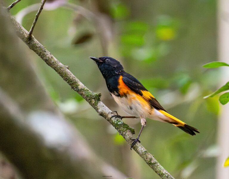 0992 American Redstart Quintana Neotropical Bird Sanctuary, 2026
