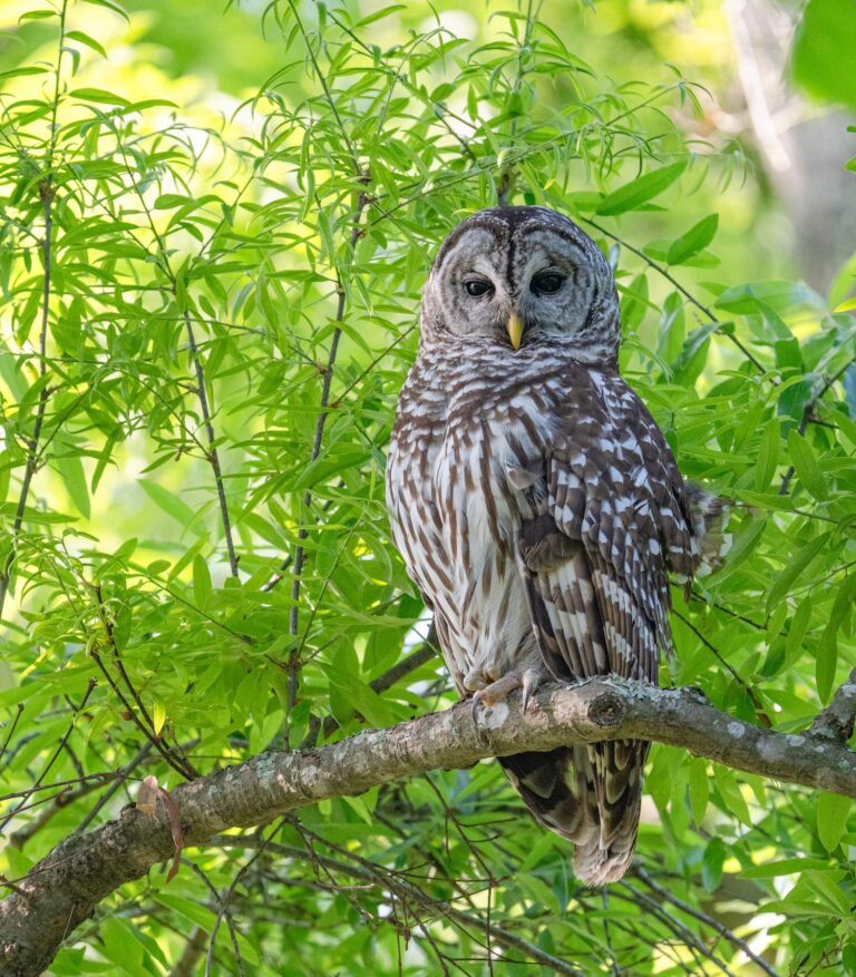 0993 Barred Owl Edith Moore Nature Sanctuary 2026