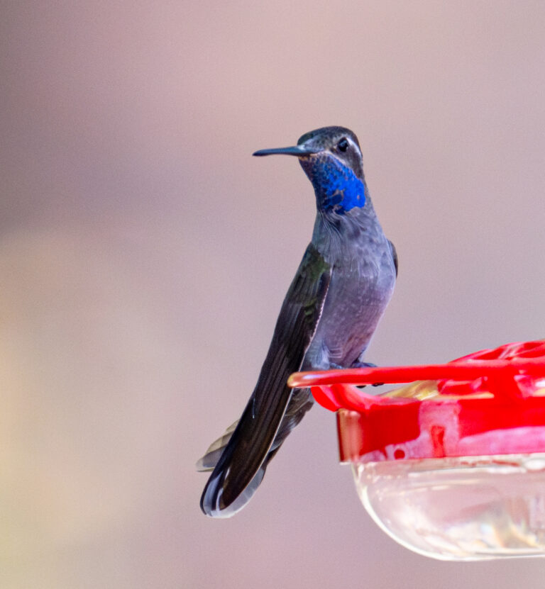 0994 Blue-throated Mountain-Gem near Portal, AZ