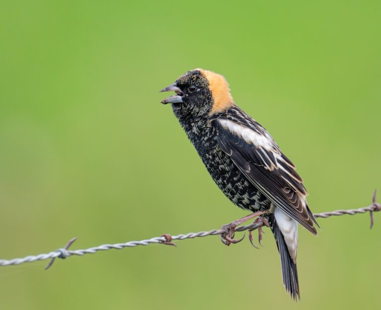 0995 Bobolink Beasley, TX 2026
