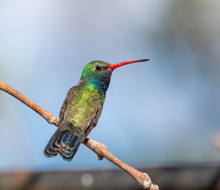 0996 Broad-billed Hummingbird Portal, AZ