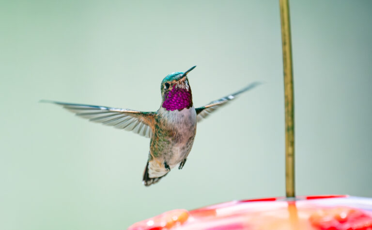0997 Broad-billed Hummingbird Portal, AZ 2026