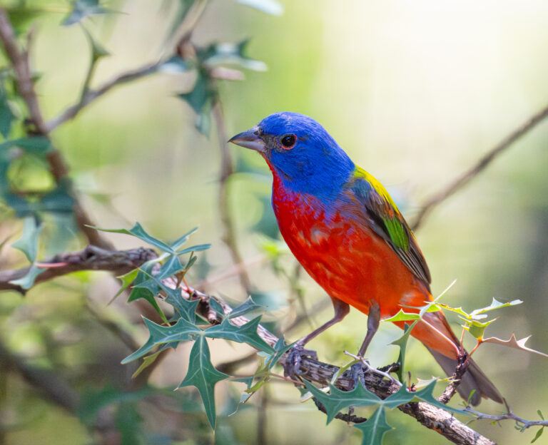 Painted Bunting Kickapoo Cavern State Park