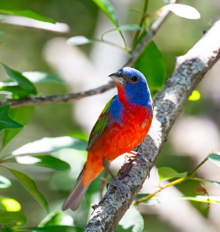1000 Painted Bunting Kickapoo Cavern State Park