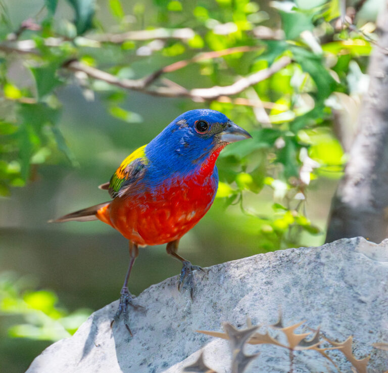1001 Painted Bunting Kickapoo Cavern State Park