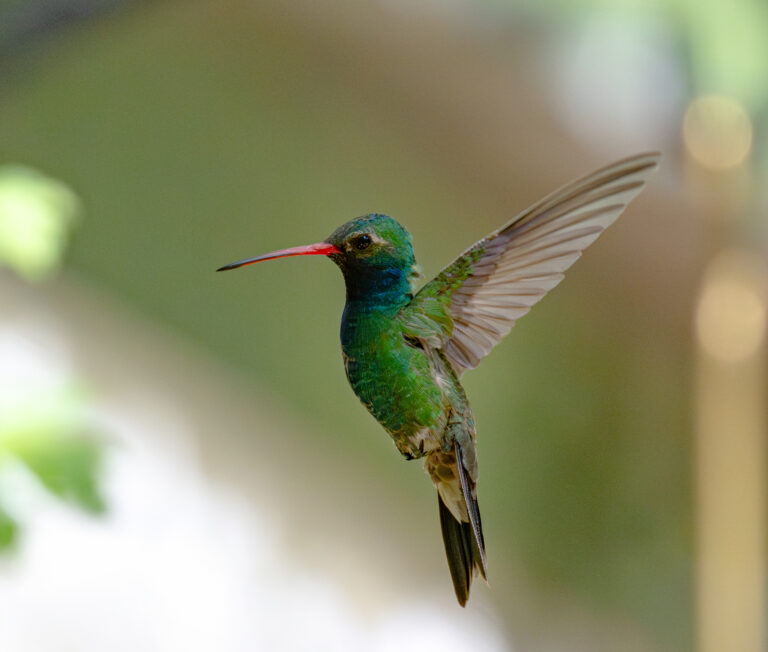 1003 Broad-billed Hummingbird Paton House, Arizona