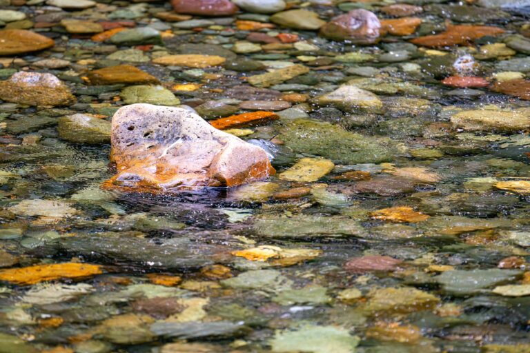 1005 Ohanapecosh River, Steven’s Canyon, Mt. Ranier NP