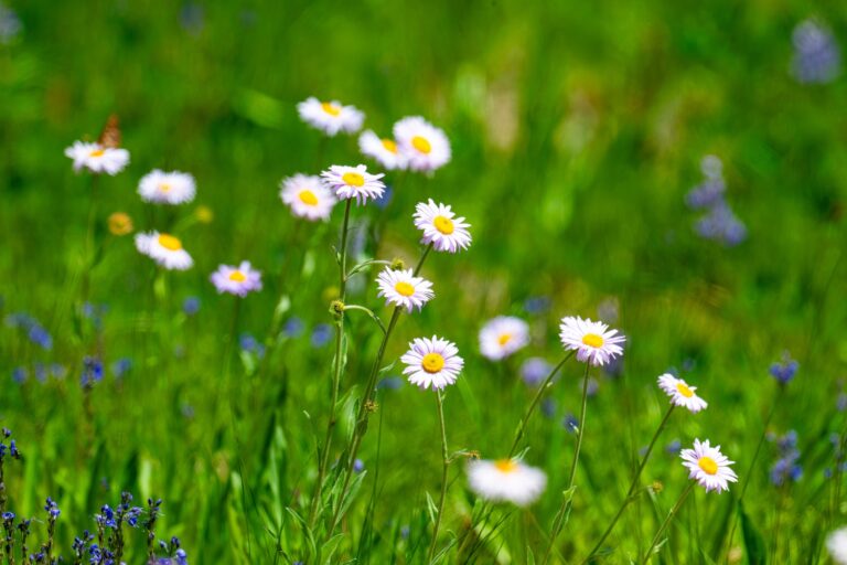 1010 Sub-Alpine Fleabane, Mt. Ranier National Park