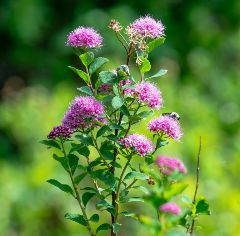 1011 Mountain Spirea Mt. Ranier National Park