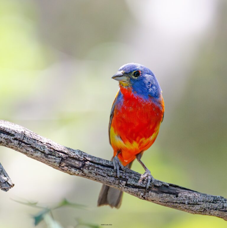 0998 Painted Bunting Kickapoo Cavern SP