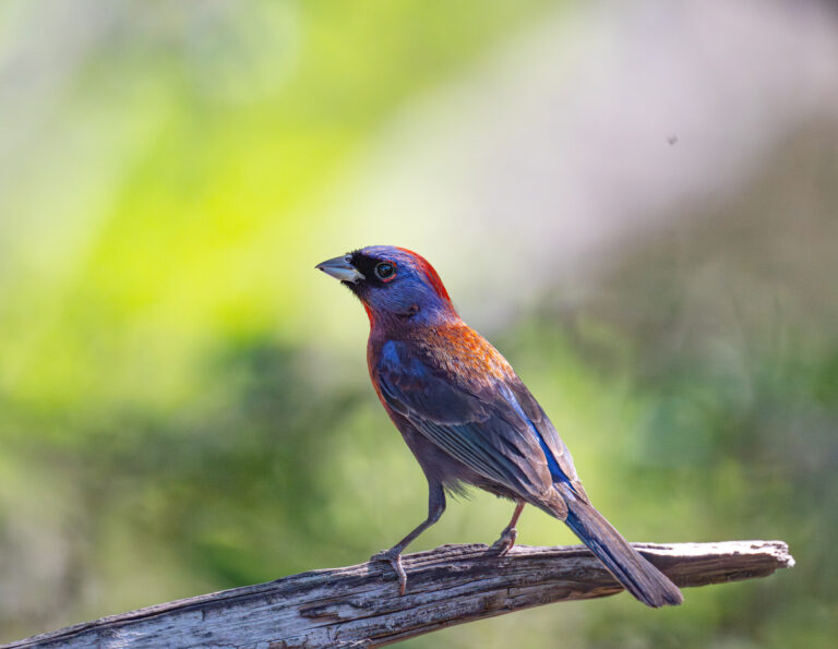 1002 Varied Bunting Kickapoo Cavern State Park